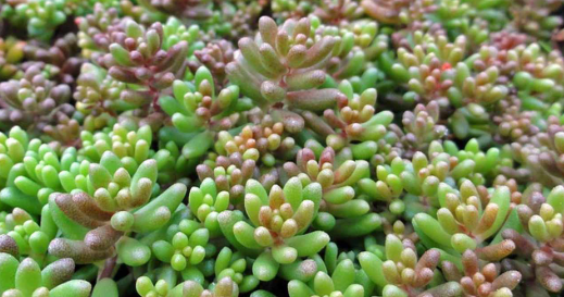 Poursuivre la renaturation du cimetière